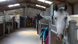 WHW - Horses' experiences on Yards (HEY) assessment tool